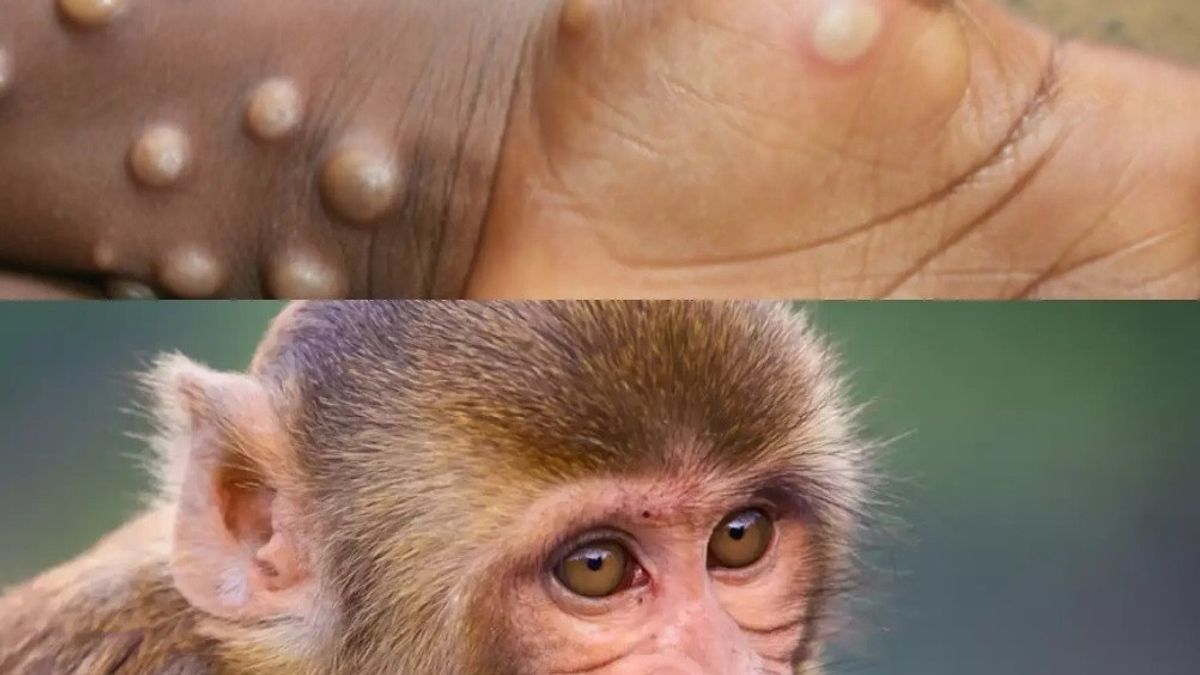 Tangerang Regency Solear Monkey Park Managers Asked To Be Alert Monkeypox