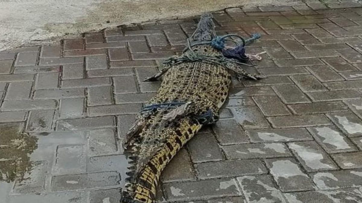 Le crocodile qui apparaît dans la rivière Tepus parce que kalasan évacuée par l’équipe de pompiers