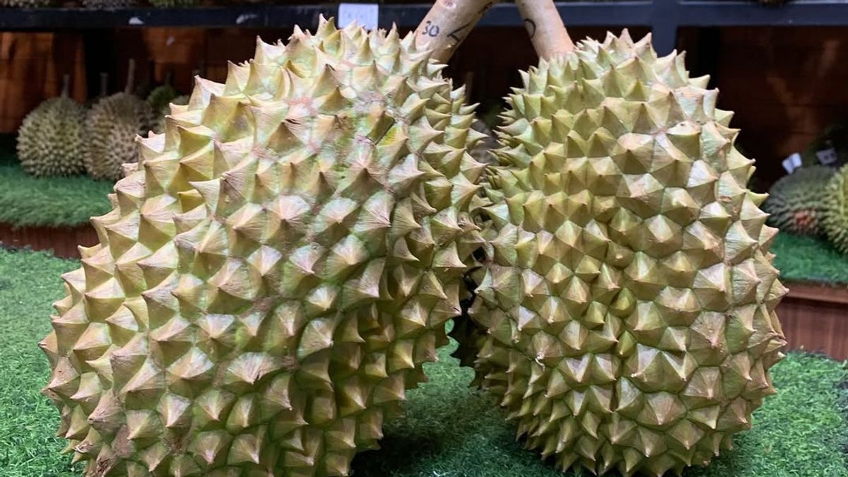 Durian Bawor et Musang King : quelle est la plus belle?