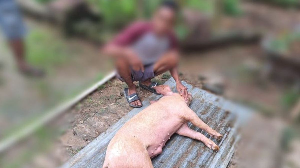 Disinfectan Has Been Distributed, But The Case Of Dead Pigs In NTT Is Increasing