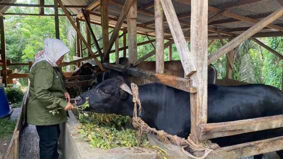 農業事務所ムコムコで突然死亡した20頭の牛:ジェンブラナ病の結果