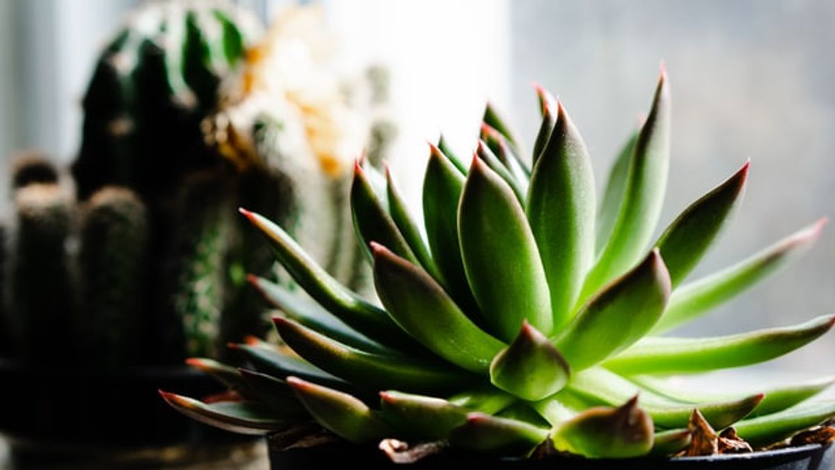 According To Research, These Are The Benefits That Can Be Obtained If You Have Indoor Plants