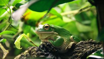 4 Stages of the Life Cycle of Frogs: the Metamorphosis Process from Eggs to Adult Frogs