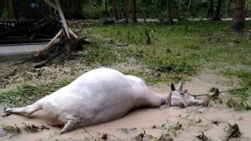 可悲的是，178只农场动物在邦盖山洪暴发后死亡