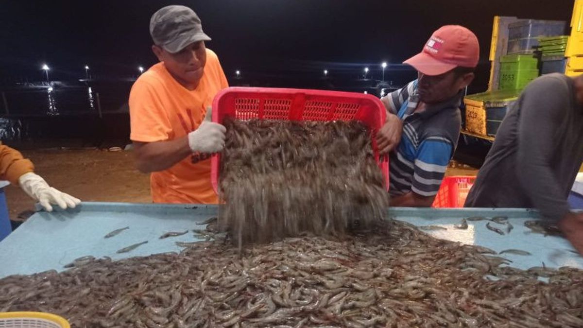 亚齐塔米昂首次收获4吨瓦纳姆虾