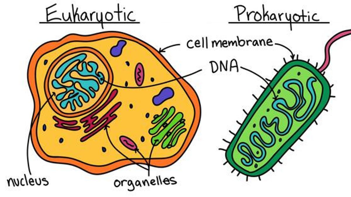 Différance entre les cellules procariotiques et eukariotiques : Voici une explication de leur structure et de leur fonction