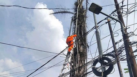 Pemadam Kebakaran Jaksel Evakuasi Kucing Kampung yang Terjebak  Selama 3 Hari di atas Pohon Aren