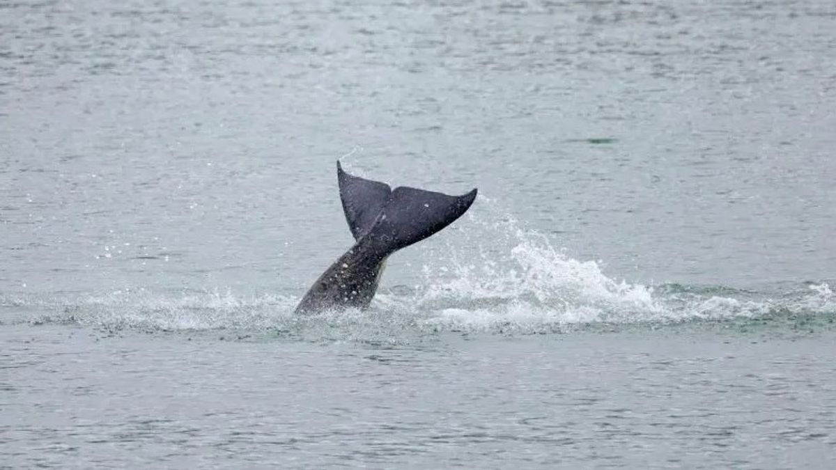 Viral! Paus Orca yang Tersesat di Sungai Prancis Ditemukan Tak Bernyawa