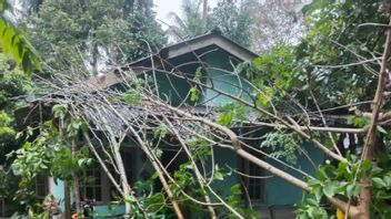 رياح قوية من Ngamuk في جزر رياو ، 1 شجرة Tumbang فوق منزل سكان بنتان