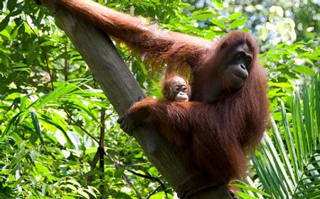 Seperti Manusia, Orangutan Kalimantan Juga Punya Bahasa Sendiri untuk Bekomunikasi