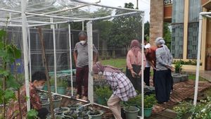  Program Mandiri Pangan, Wagub Sumsel Ajak Warga Manfaatkan Lahan Rumah untuk Bertani 