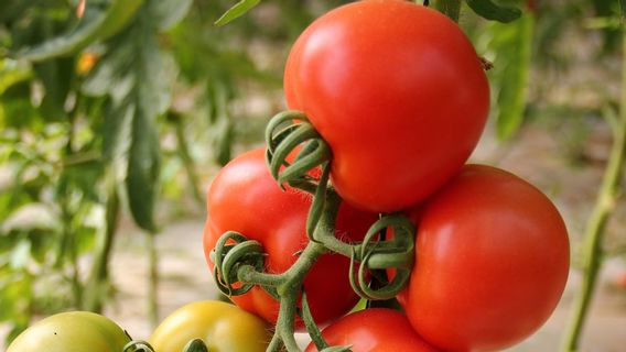 这些工程西红柿可以帮助满足世界各地人们对维生素D的需求