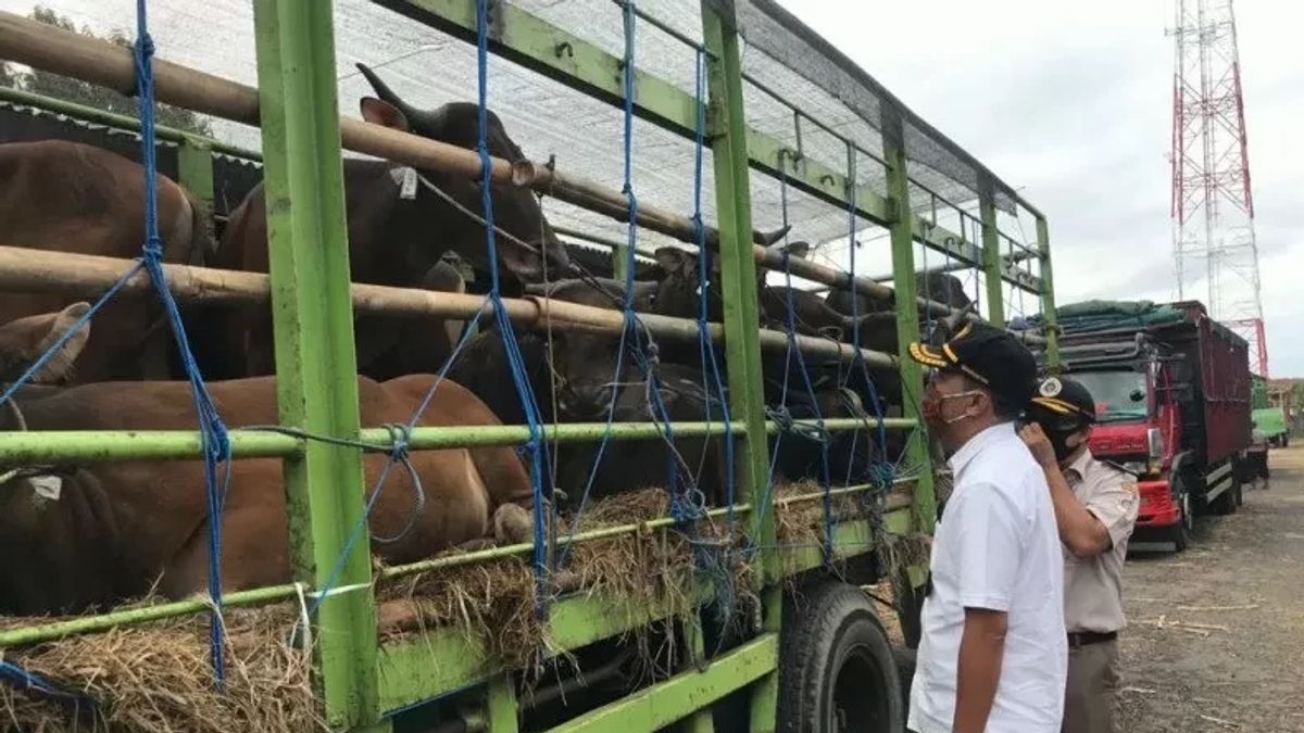 شحنات ماشية جنوب سولاويزي إلى كاليمانتان العادية وسط تفشي أمراض الفم والأظافر