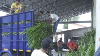 3 Villages In Boyolali Affected By Mount Merapi Ash Rain, Ministry Of Agriculture Distributes Grass Feed For Livestock