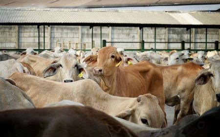 Frisian Flag Sediakan 12 Ribu Sapi, ID FOOD Siapkan Lahan untuk Pakan