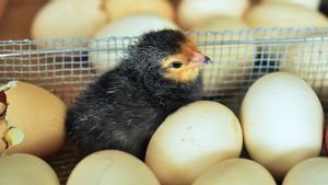 Berapa Suhu Ideal untuk Menetaskan Telur Ayam di Mesin Tetas? 