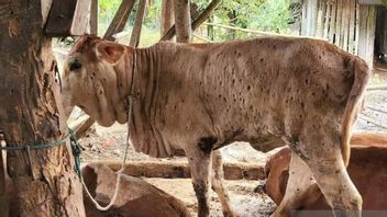 23 Cows In Bengkulu Exposed To LSD, Service Of Restrictions On Veterinary Mobility