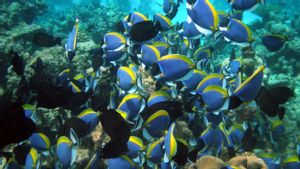 Sepuluh Persen Spesies Terancam Punah, Perjanjian Laut Lepas Disepakati Setelah Perundingan Satu Dekade