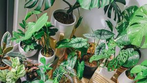 5 Cara Merawat Tanaman Philodendron Merpati Variegata Baik di Dalam Maupun Dalam Ruangan