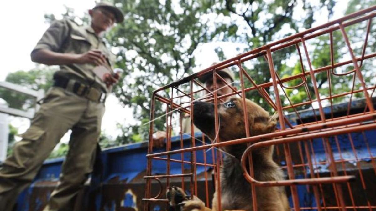 La police a sécurisé des camions transportant des centaines de chiens sur la route à péage de Kalikangkung