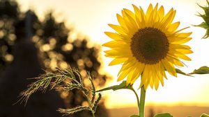 Gerakan Tumbuhan yang Dipengaruhi oleh Rangsang Cahaya, Ini jenis-jenis dan Contohnya