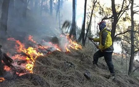 BNPB Catat Indonesia Alami 18 Kejadian Karhutla Selama Sepekan Terakhir