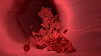 Identifier les grands et petits systèmes circulatifs sanguins des organes humains
