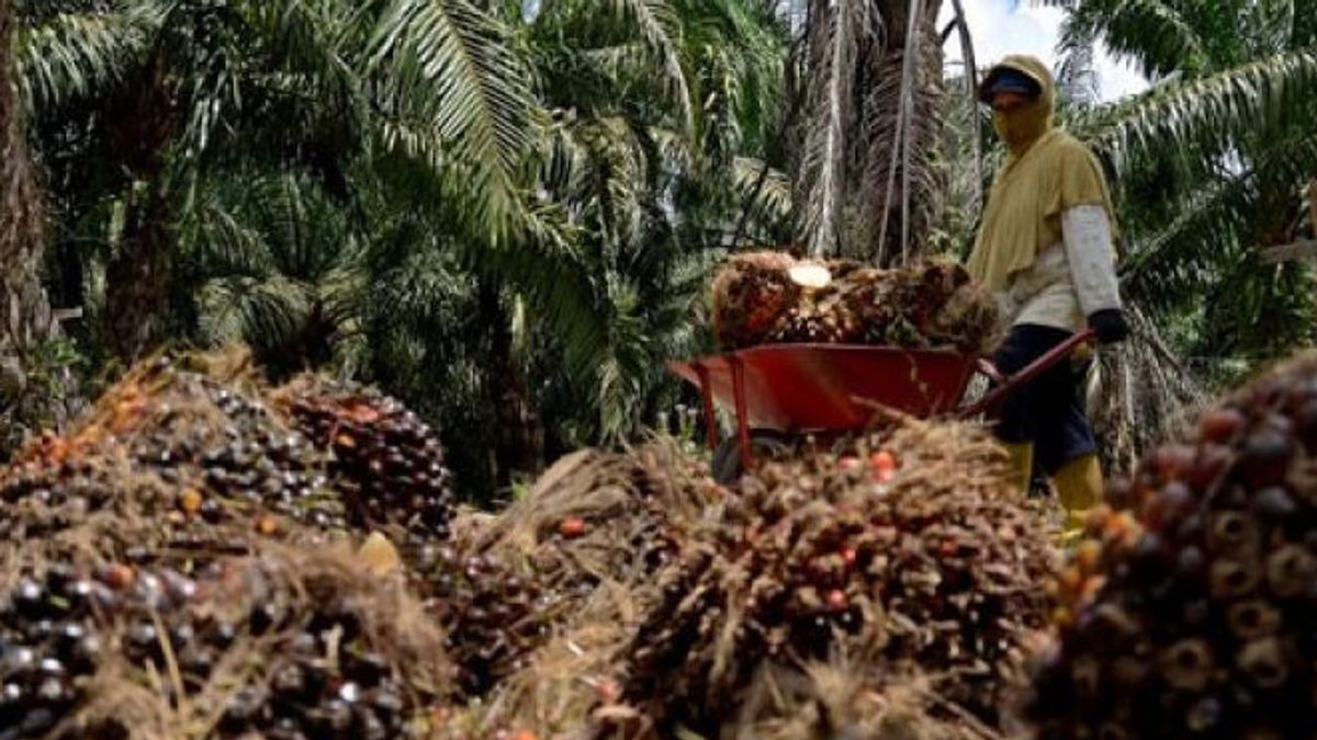 TP Rachmat集团旗下的棕榈油公司Triputra Agro的利润在2022年上半年飙升了339%，达到1.78万亿印尼盾。