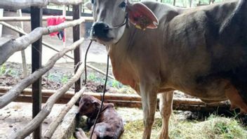 Penajam Paser Utara Regency， East Kalimantan Insures 200 Cows
