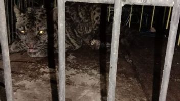 Macan Dahan Masuk ke Kamar Mandi Warga di Sumbar, Sempat Dikira Harimau Sumatera