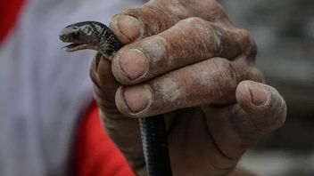 Toddler Killed By King Cobra After Putting His Hand Into A Hole