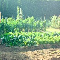 Tren Berkebun 2026: Dari Sanctuary Alam hingga Ruang Hijau Berjiwa dan Berteknologi