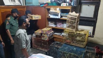 La Police De Bukittinggi Arrête Les Vendeurs De 583 Oiseaux Protégés De Cucak Kuricang, Pleci à Sunda Bulbul
