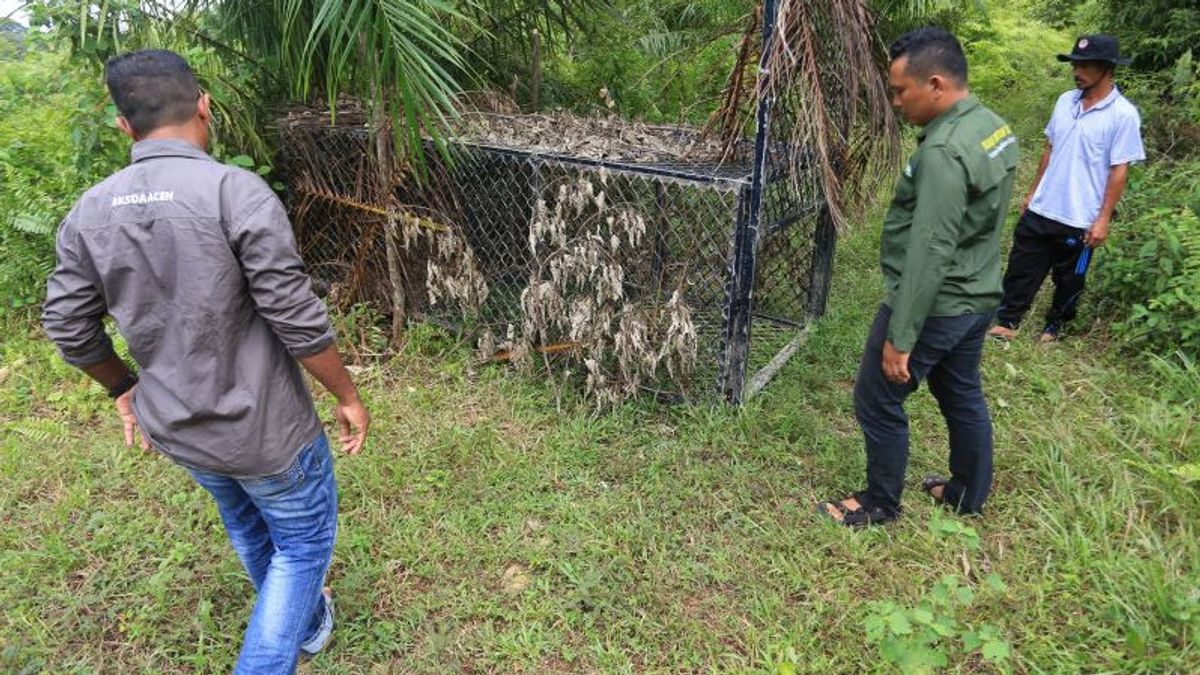 南亚齐的棕榈油农民被老虎打伤，BKSDA准备用电击枪逮捕行动