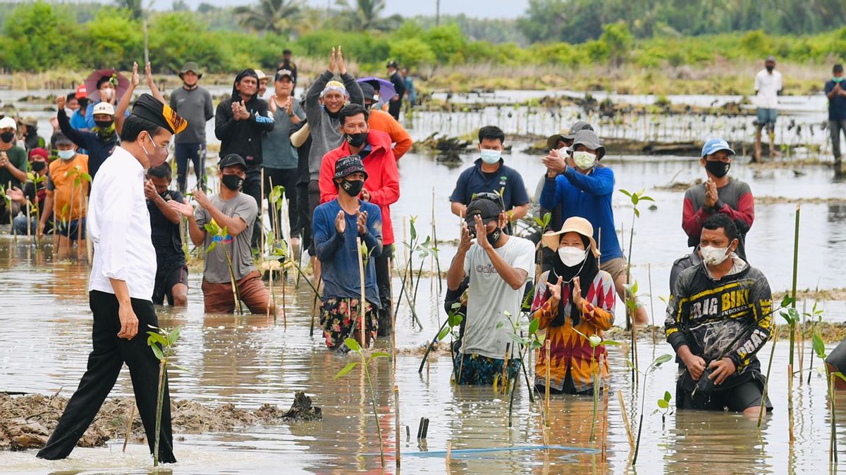 Pantalon Enroulable, Jokowi Nyemplung Dans Le Village De Mangrove De Bebatu Tanam