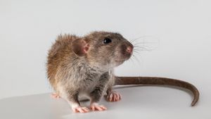 7 façons de sortir des rats du cachet, essayez de la pratique vous-même