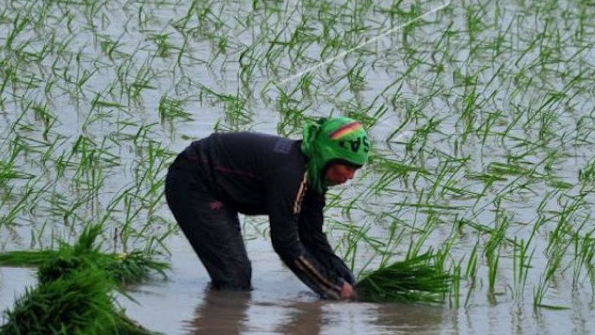 Sumatera Selatan Rekrut 400 Tenaga PPPEP untuk Tingkatkan Produktivias Pertanian
