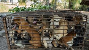 Kasus Pembunuh Anjing Bersenapan di Bali: Potret Buram Perlindungan Hewan Indonesia