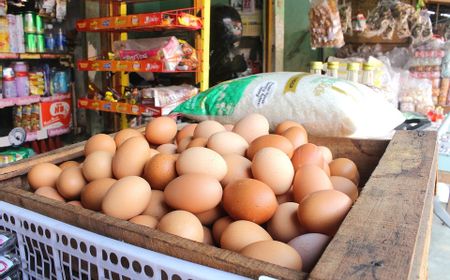 5 Tips Menjadi Distibutor Telur Ayam, Cuma Butuh Modal Rp500.000 sampai Sejutaan