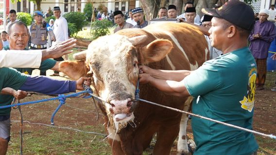 Tiga Warga Jaktim Terluka Akibat Sapi Kurban Mengamuk saat Ingin Dipotong