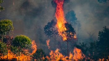 Karhutla di Prancis Sudah Melebihi Luas Paris, 1 Orang Tewas, 2.100 Petugas Dikerahkan 