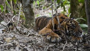 Sembuh, Anak Harimau 'Danau Putra' Dilepasliarkan ke TN Gunung Leuser 