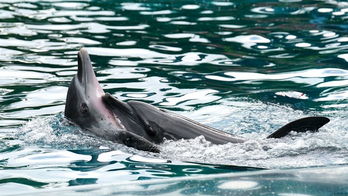 在Pacitan捕获7只海豚的可怕之处在于没有故意的元素，其中4只已被释放到海里
