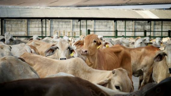 Considered Excessive, PKB Legislator Criticizes Brazil's Dairy Cattle Import Plan Until 2029