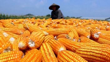 Bulog强调,他准备从警察作物中吸收玉米,以实现自给自足
