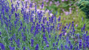 Kalau Benihnya dari Biji, Begini 5 Cara Menanam Bunga Lavender di Rumah