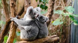 Ilmuwan: Membekukan Sperma Koala Dapat Menyelamatkan Mereka dari Kepunahan