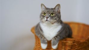 Apakah Kucing Peliharaan Bisa Tertular Pilek dari Pemiliknya? Ini Fakta Mengejutkan di Balik Hubungan Manusia-Kucing