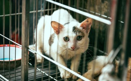 Polisi China Selamatkan 1.000 Kucing yang Hendak Dipotong dan Dijual Sebagai Daging Kambing atau Babi