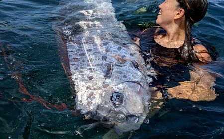 Ikan 'Kiamat' Ditemukan di Pantai La Jolla di San Diego, California